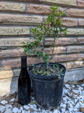 Load image into Gallery viewer, Dwarf Barbados Cherry