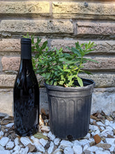 Load image into Gallery viewer, Fall Aster