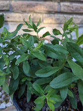 Load image into Gallery viewer, Fall Aster