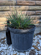 Load image into Gallery viewer, Little Bluestem