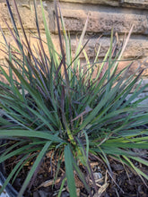 Load image into Gallery viewer, Little Bluestem
