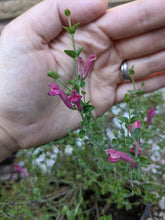 Load image into Gallery viewer, Pink Skullcap