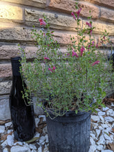 Load image into Gallery viewer, Pink Skullcap