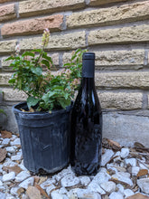 Load image into Gallery viewer, Pigeonberry