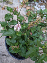 Load image into Gallery viewer, Pigeonberry