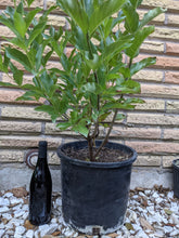 Load image into Gallery viewer, Native Buttonbush