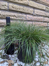 Load image into Gallery viewer, Cherokee Sedge