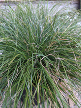 Load image into Gallery viewer, Cherokee Sedge