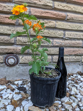 Load image into Gallery viewer, Texas Lantana