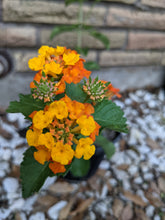 Load image into Gallery viewer, Texas Lantana
