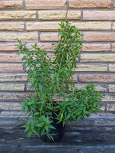 Load image into Gallery viewer, Flame Acanthus