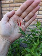 Load image into Gallery viewer, Flame Acanthus