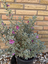 Load image into Gallery viewer, Texas Sage