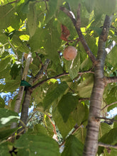 Load image into Gallery viewer, Mexican Plum