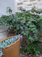 Load image into Gallery viewer, Beautyberry