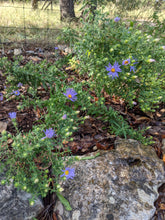 Load image into Gallery viewer, Fall Aster