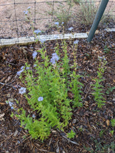 Load image into Gallery viewer, Gregg's Mistflower