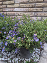 Load image into Gallery viewer, Fall Aster