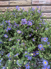 Load image into Gallery viewer, Fall Aster