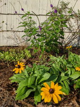 Load image into Gallery viewer, Black-Eyed Susan