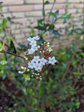 Load image into Gallery viewer, Walter's Viburnum