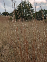 Load image into Gallery viewer, Little Bluestem