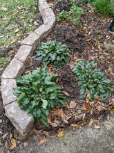 Load image into Gallery viewer, Penstemon