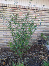 Load image into Gallery viewer, Walter's Viburnum