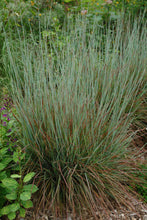 Load image into Gallery viewer, Little Bluestem