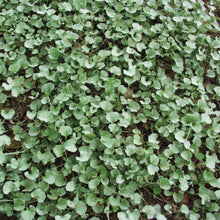 Load image into Gallery viewer, Silver Ponyfoot