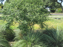 Load image into Gallery viewer, Yaupon Holly