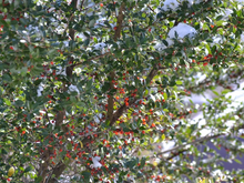 Load image into Gallery viewer, Yaupon Holly