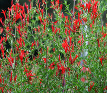 Load image into Gallery viewer, Flame Acanthus