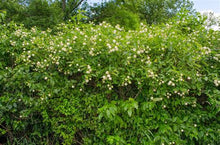 Load image into Gallery viewer, Native Buttonbush