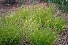 Load image into Gallery viewer, Cherokee Sedge