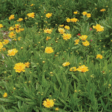 Load image into Gallery viewer, Lanceleaf Coreopsis