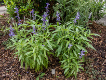 Load image into Gallery viewer, Salvia Mealy Blue, "Henry Duelberg"