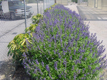 Load image into Gallery viewer, Salvia Mealy Blue, "Henry Duelberg"