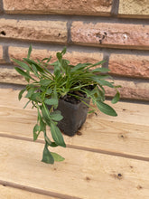 Load image into Gallery viewer, Lanceleaf Coreopsis