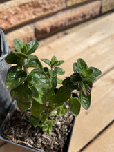 Load image into Gallery viewer, Pink Skullcap