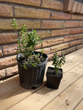 Load image into Gallery viewer, Pink Skullcap