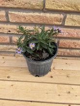 Load image into Gallery viewer, Fall Aster