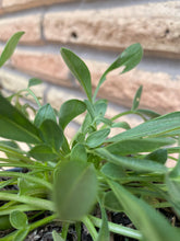 Load image into Gallery viewer, Lanceleaf Coreopsis