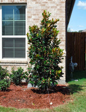 Load image into Gallery viewer, Magnolia "Little Gem"