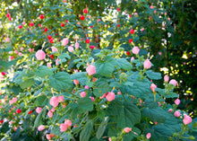Load image into Gallery viewer, Turk's Cap