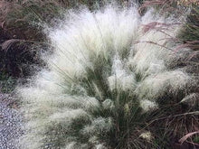 Load image into Gallery viewer, Gulf Muhly Grass