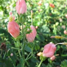 Load image into Gallery viewer, Turk's Cap