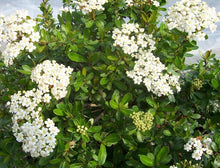 Load image into Gallery viewer, Walter's Viburnum