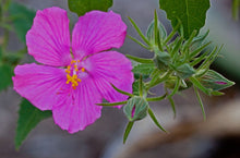 Load image into Gallery viewer, Rock Rose