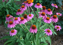 Load image into Gallery viewer, Purple Coneflower
